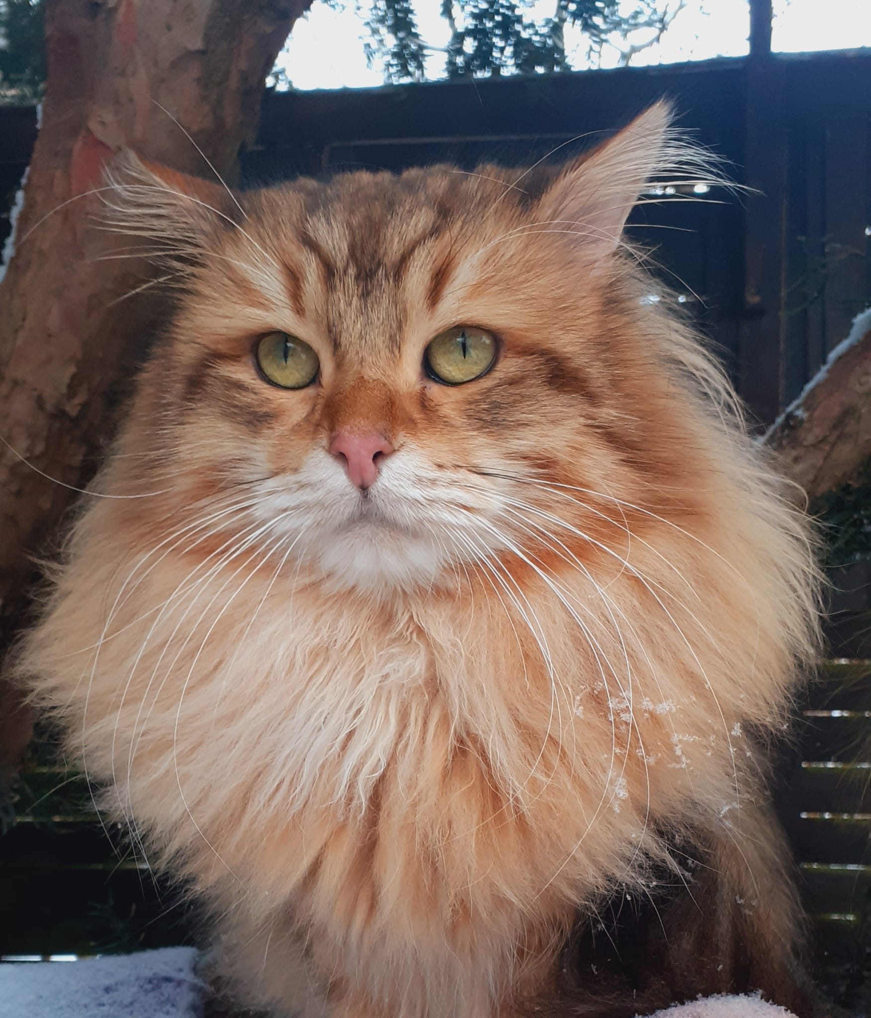 ICH. Kazimir Dubravushka